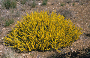 Acacia sclerophylla