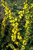 Acacia sclerophylla