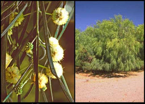 Acacia stenophylla