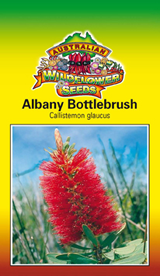 Albany Bottlebrush - Callistemon Glaucus seeds