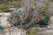 Indigenous Allocasuarina Pusilla