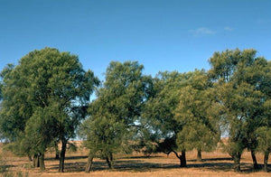 Allocasuarina luehmannii - buloke