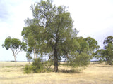 Allocasuarina luehmannii - buloke