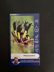 Angus seeds Black Coral Pea seeds