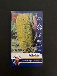 Angus seeds Bull Banksia seeds