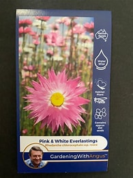 Angus seeds Pink n White everlasting seeds