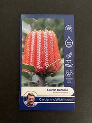 Angus seeds Scarlet Banksia seeds