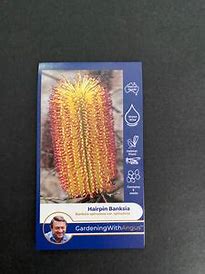 Angus seeds Hairpin Banksia seeds