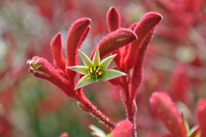 Anigozanthos flavidus red