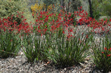 Anigozanthos flavidus red