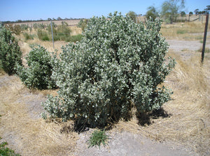 Atriplex nummularia