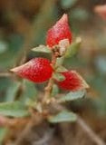 Atriplex semibaccata