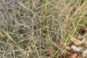 Austrostipa elegantissima