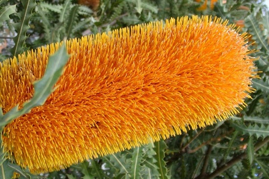 Banksia ashbyi