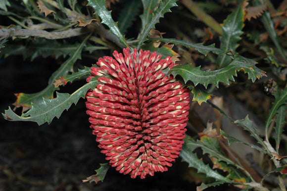 Banksia Caleyi