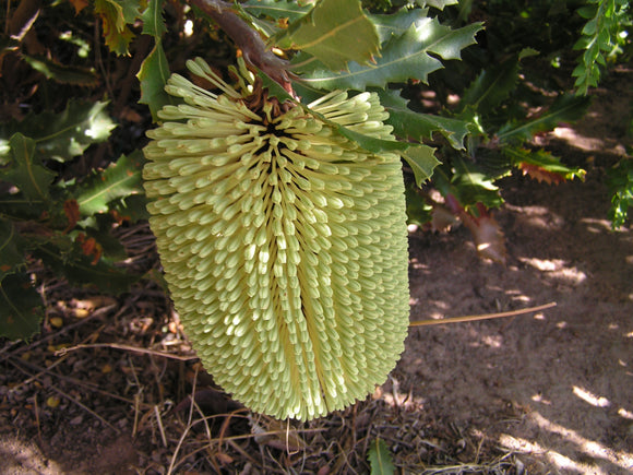 Banksia lehmanniana