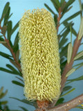 Banksia marginata