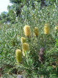 Banksia marginata