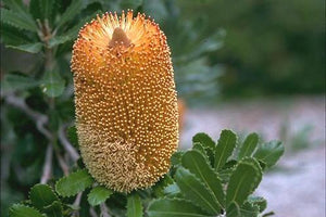 Banksia media