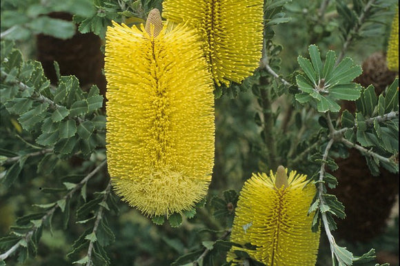 Banksia praemorsa (Yellow)