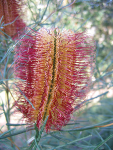 Banksia spinulosa