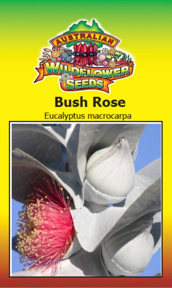 Bush Rose _ Eucalyptus Macrocarpa-seeds