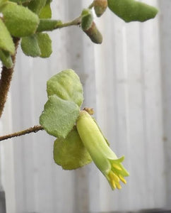 Correa reflexa peninsula form