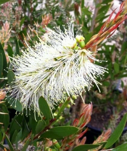 Callistemon clearview white