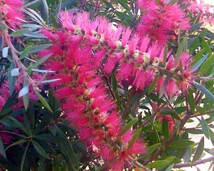 Callistemon candy pink