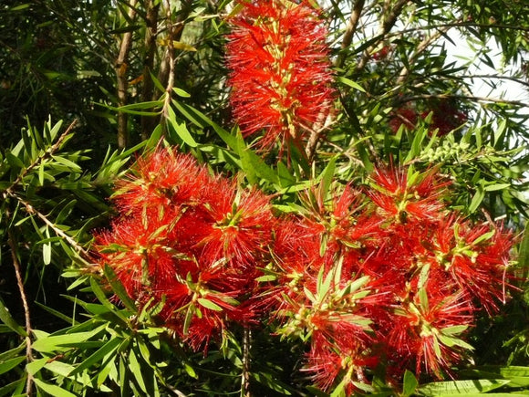 Callistemon four seasons