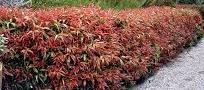 Callistemon great balls of fire