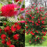 Callistemon citrinus