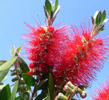 Callistemon citrinus