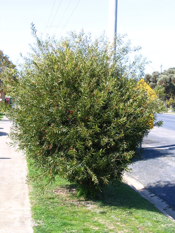 Callistemon kings park special