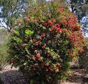 Callistemon viminalis rose opal