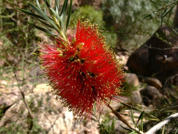 Indigenous Callistemon Rugulosus – The Native Shop