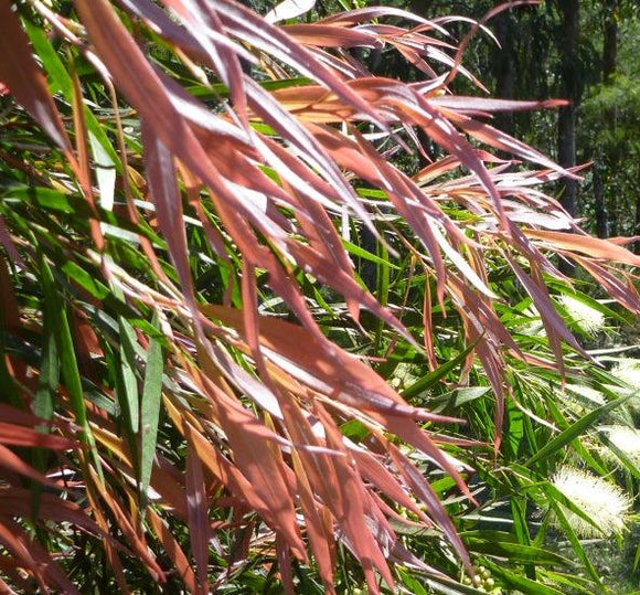 Callistemon salignus pink tips