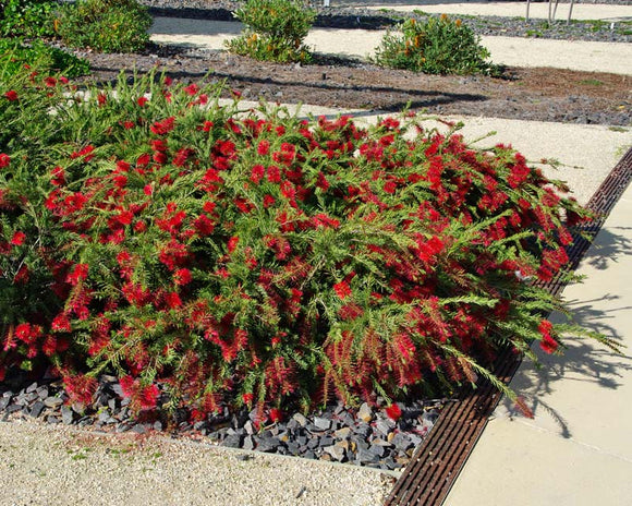 Callistemon subulatus