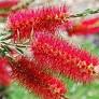 Callistemon subulatus x citrnus cherry