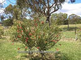 Callistemon summer days