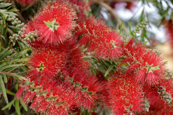 Callistemon viminalis wildfire