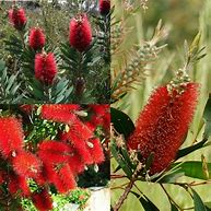 Callistemon Glaucus