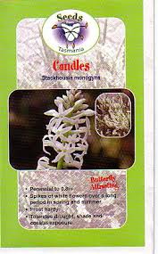 Candles - Stackhousia monogyna seeds