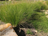 Carex appressa