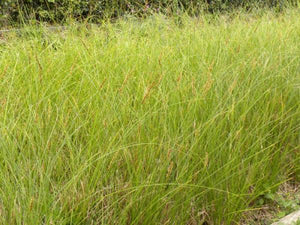 Carex appressa