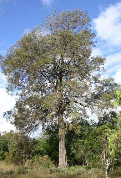 Casuarina cristata