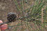 Casuarina cristata