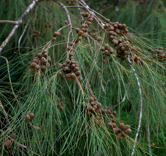 Casuarina Cunninghamiana