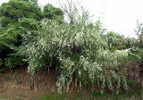 Chamaecytisus palmensis