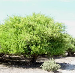 Chamaecytisus palmensis